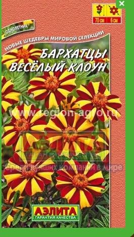 Бархатцы веселый клоун фото